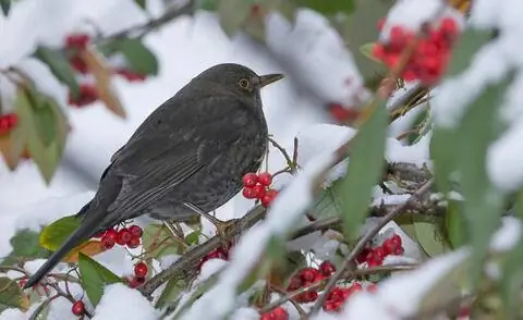 Плоды кизильника