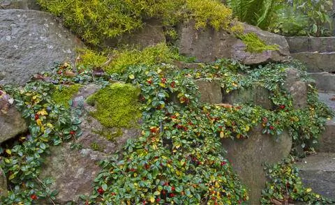 Каменная стена, заросшая кизильником