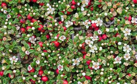 Кизильник с цветами и плодами