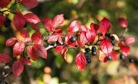 Кизильник с осенними красками