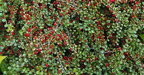 Кизильник, кизильник