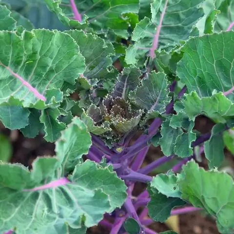 Капуста, Цветочная капуста