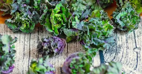 Кольрёшен, Цветочные ростки