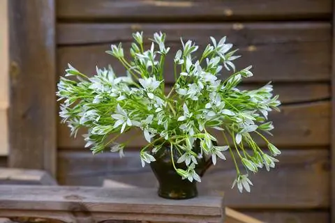 Букет молочных звезд