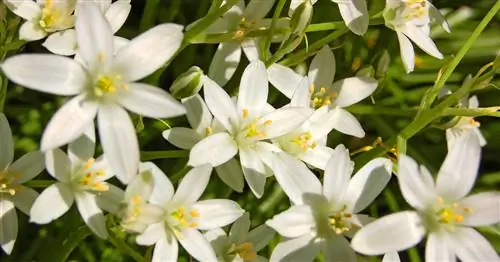 Молочные звезды