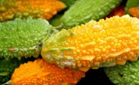 Плоды горькой тыквы имеют бородавчатые утолщения.