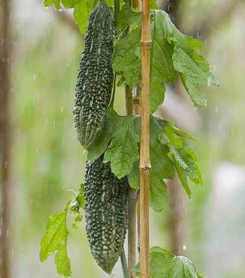 Помощь при восхождении на горькую дыню