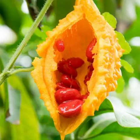 Спелая горькая дыня с семенами