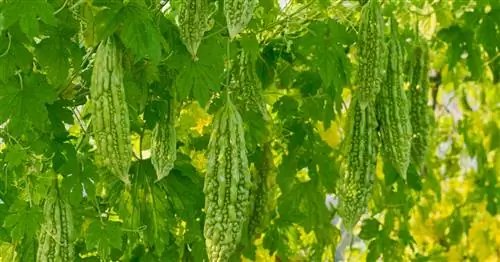 Горькая дыня, горький огурец