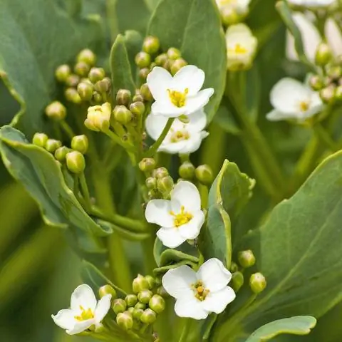 цветы морской капусты