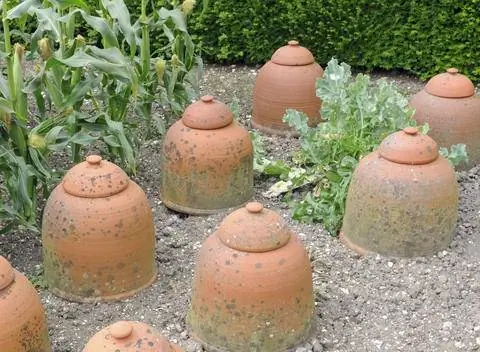 отбеливать морскую капусту