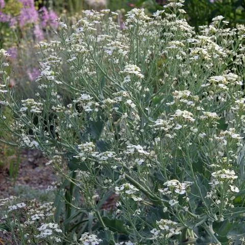 Морская капуста в постели