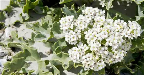 Морская капуста