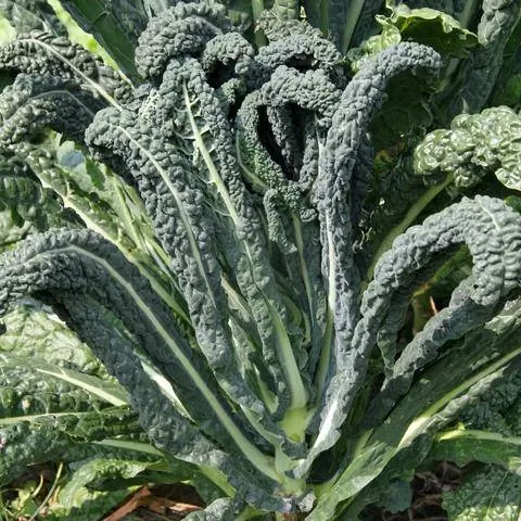 пальмовая капуста