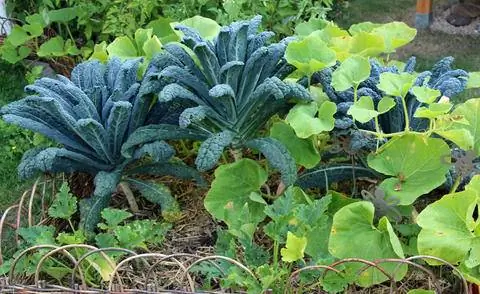 Черная капуста в смешанной культуре