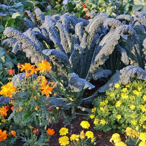 Пальмовая капуста и летние цветы