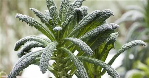 Черная капуста, пальмовая капуста