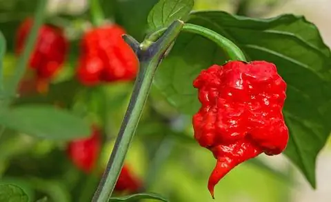 Чили Каролина Рипер (Capsicum chinense)