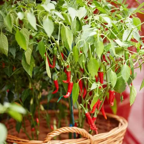 Пепперони в горшке