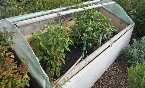 Растения чили в мини-теплице