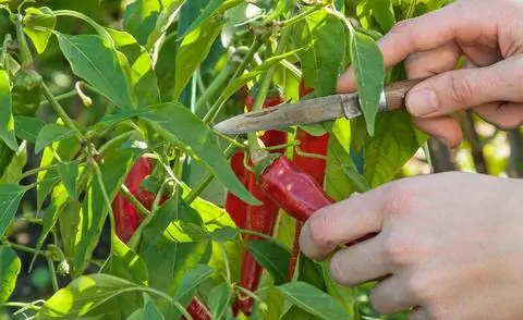 Сбор пепперони, чили