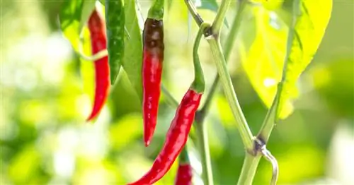 Острый перец, перец чили