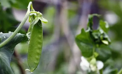 сахарный горох готов к сбору урожая