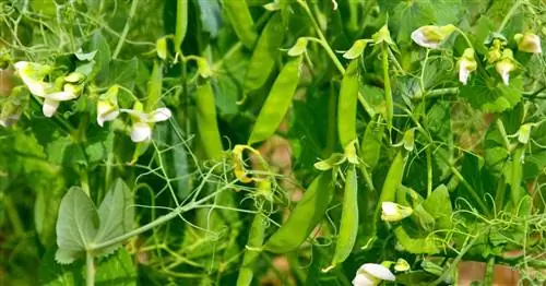 Снежный горошек, Снежный горошек