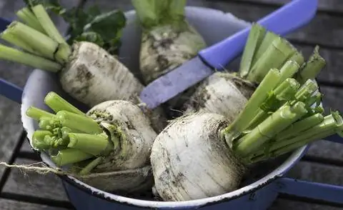 свежесобранная репа Teltower