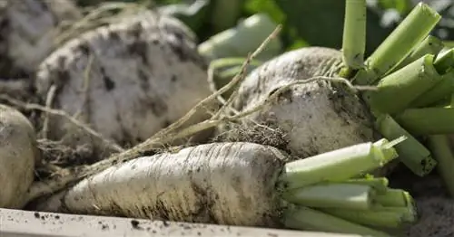 Тельтовская репа