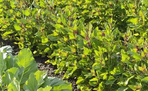 Chenopodium giganteum 'Magenta Spreen'