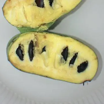 плод лапы