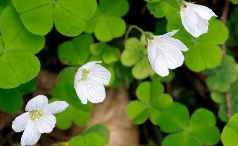 Щавель (Oxalis acetosella)