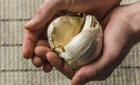Луковица чеснока слона