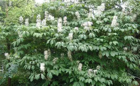 цветущий кустарниковый каштан (Aesculus parviflora)