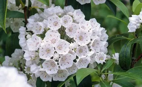Лавровая роза белоцветковая Kalmia latifolia
