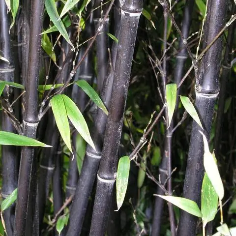 Черный бамбук (Phyllostachys nigra)
