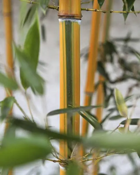 Phyllostachys aureosulcata 'Spectabilis'