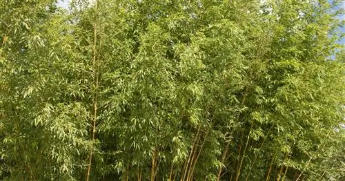 Phyllostachys, плоская бамбуковая трубка