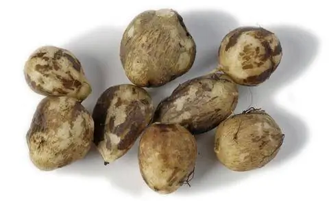 Клубни земляного каштана