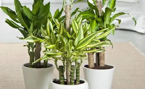 Комнатное растение Душистое драконово дерево (Dracaena fragrans)