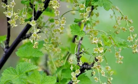 Цветы красной смородины