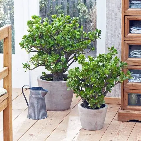 Crassula ovata (денежное дерево) на окне