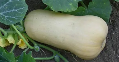 Мускатная тыква