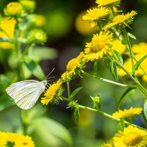 Цветы девясила лугового (Inula britannica)