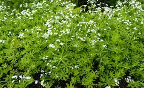 Вудрафф (Galium odoratum)