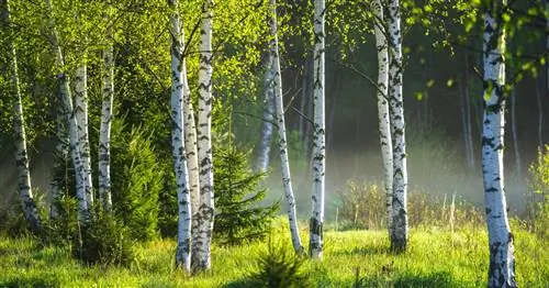 Семья Березовых