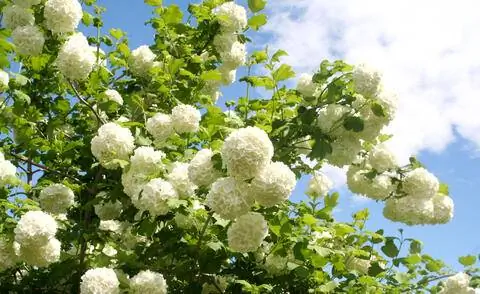 Калина опулюс Калина опулюс