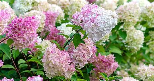 Семейство гортензий