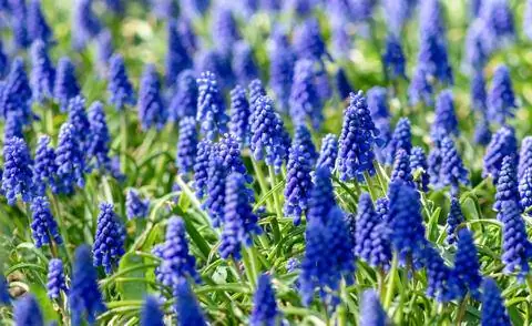 виноградные гиацинты